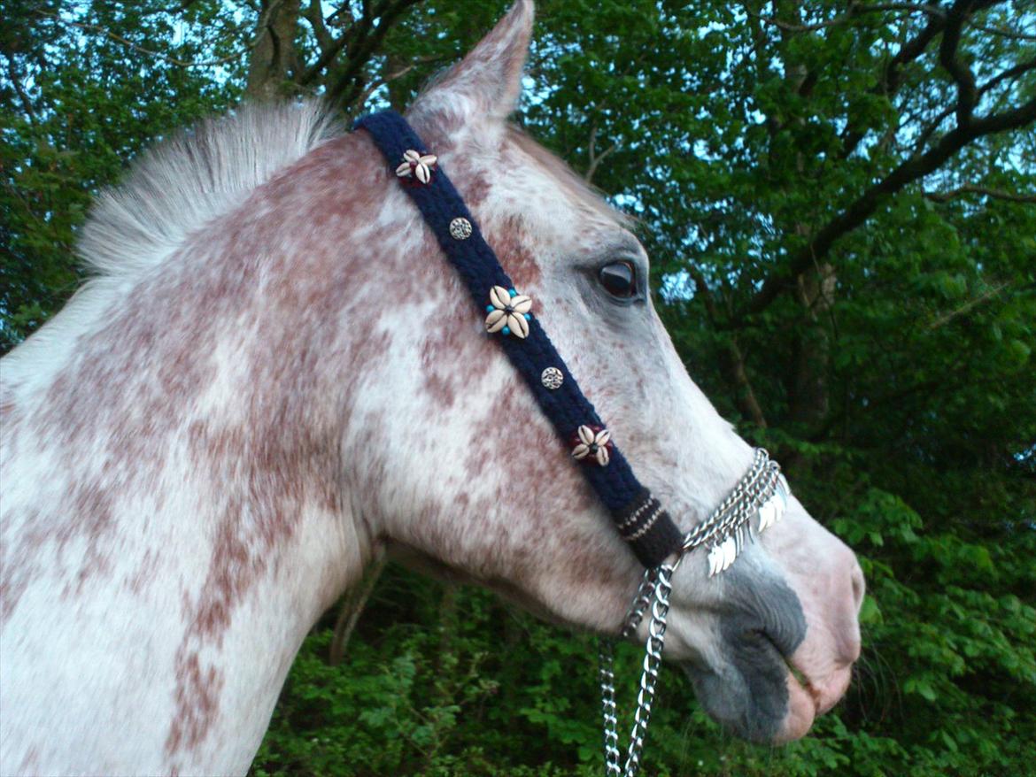 Arabisk fuldblod (OX) Wahinni ox *R.I.P. 19-08-15* billede 16