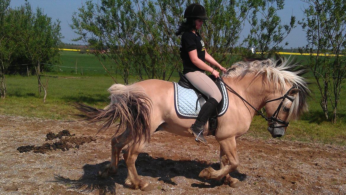 Fjordhest Zacco - (Holger af okslundgård)R.I.P billede 12