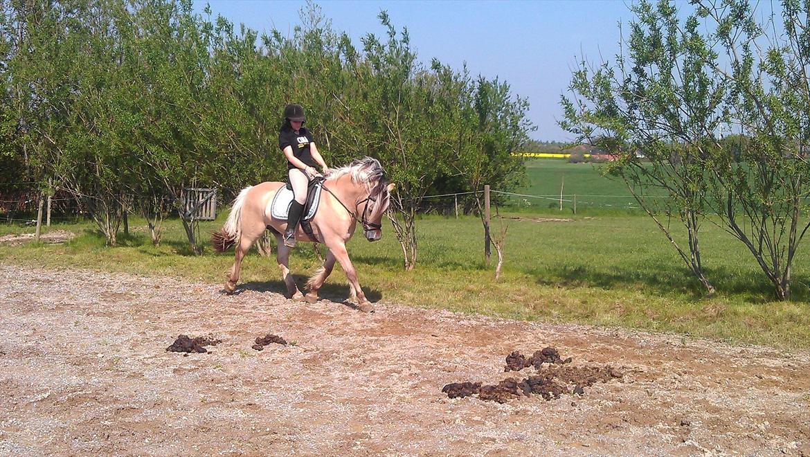 Fjordhest Zacco - (Holger af okslundgård)R.I.P billede 13