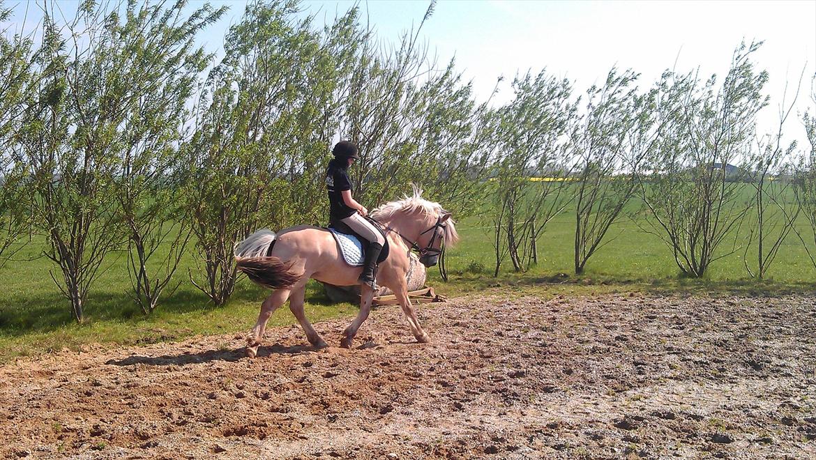 Fjordhest Zacco - (Holger af okslundgård)R.I.P billede 14