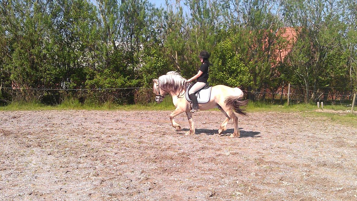 Fjordhest Zacco - (Holger af okslundgård)R.I.P billede 15