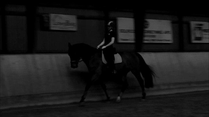 Dansk Varmblod Reynaldo *Stjernehesten* *På genoptræning* - TAGET FRA VIDEO - sort/hvid i know :D GENOPTRÆNING 21. Maj 2012 billede 17