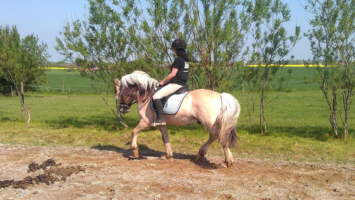 Fjordhest Zacco - (Holger af okslundgård)R.I.P billede 16