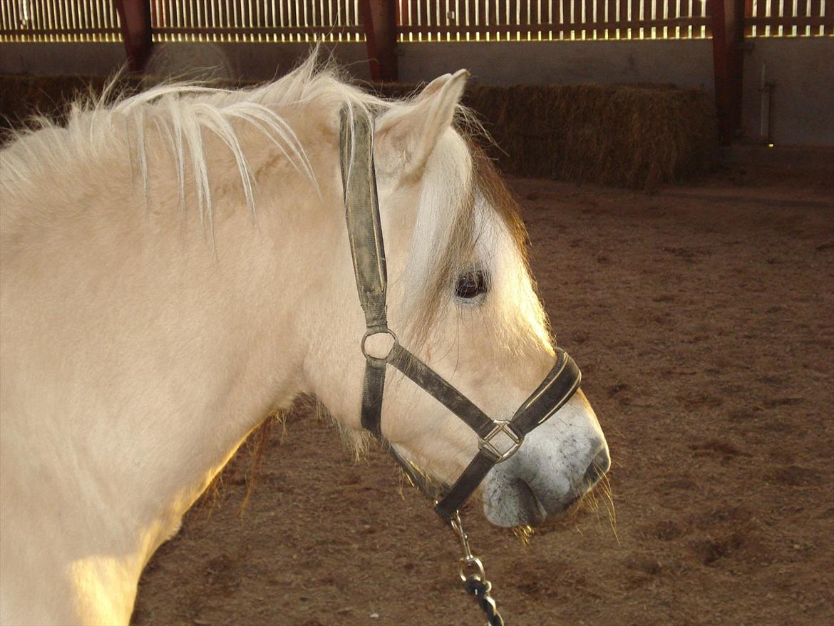 Fjordhest Zacco - (Holger af okslundgård)R.I.P billede 17