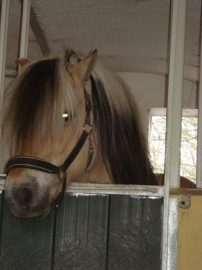 Fjordhest Zacco - (Holger af okslundgård)R.I.P billede 18