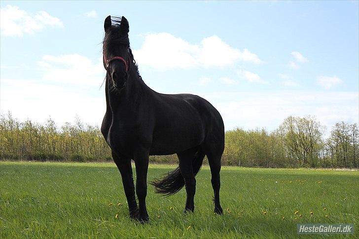 Frieser Quiny *Min baby kommer hjem igen <3 * billede 3