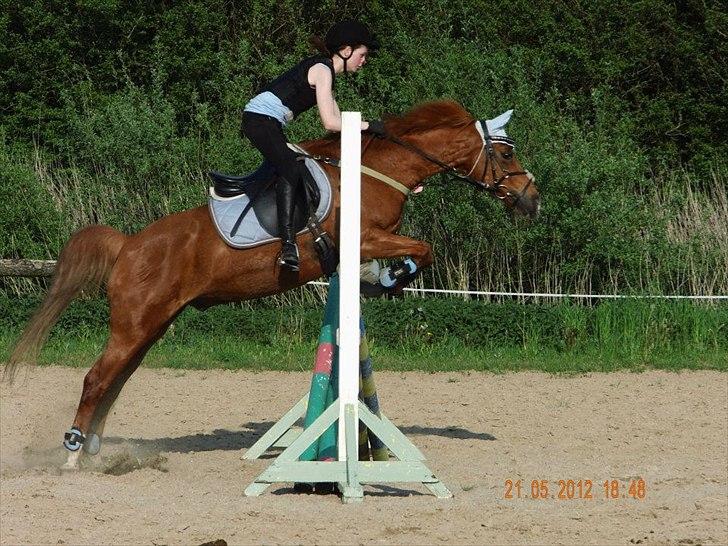 Hollandsk Sportspony Jannus - Jannus og mig i stor stil :-D Til spring d. 21/5-2012  Sidste springtime.. billede 1