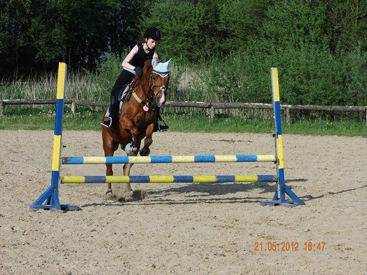 Hollandsk Sportspony Jannus - Spring d. 21/5-2012 :-) billede 10