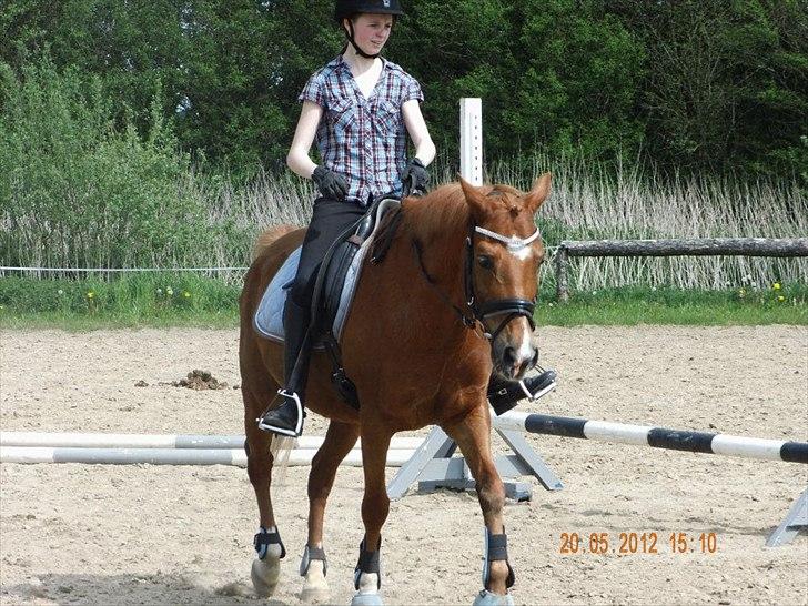 Hollandsk Sportspony Jannus - Skridter Jannus af efter en god gang dressur :-) billede 14