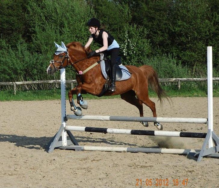 Hollandsk Sportspony Jannus billede 3