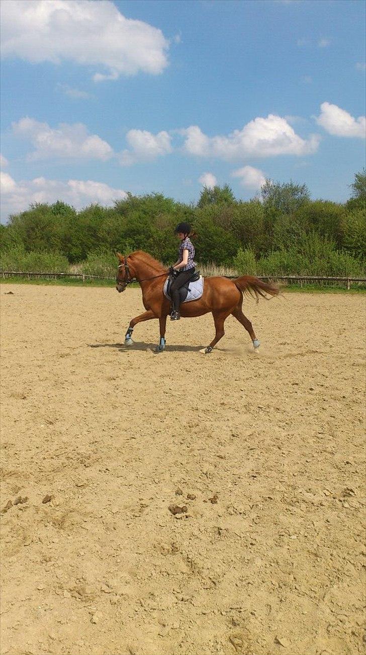 Hollandsk Sportspony Jannus - Lidt galop :-) billede 7