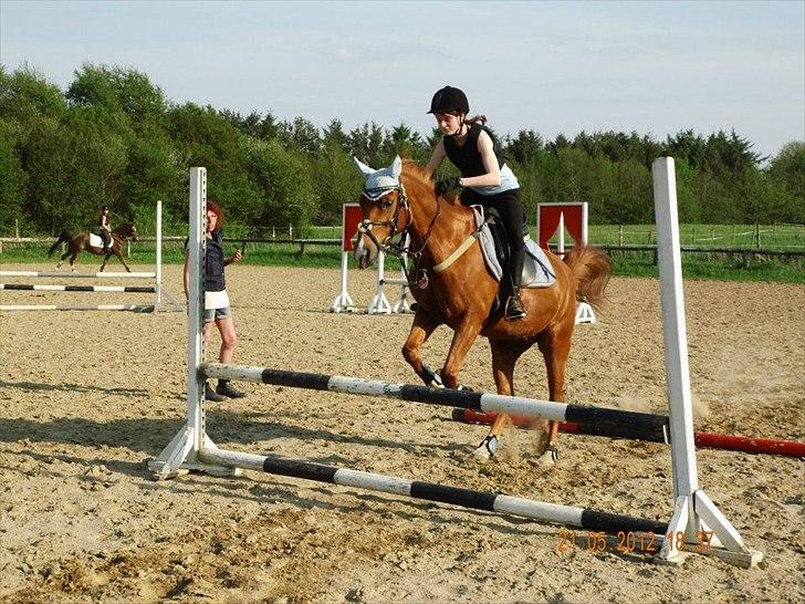 Hollandsk Sportspony Jannus - Lidt opvarmning :-) billede 4