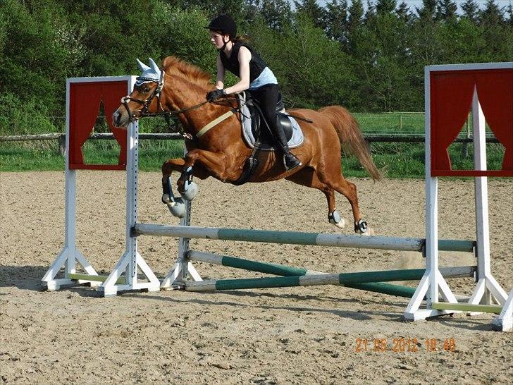 Hollandsk Sportspony Jannus billede 12