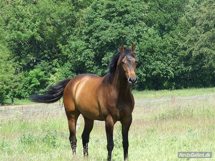 Dansk Varmblod lundebakken's gordon-diva - dipsi nyder livet som foldhest billede 5