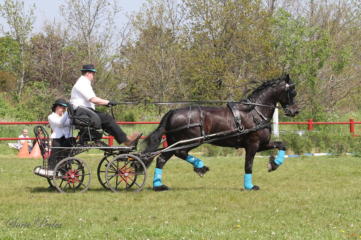 Frieser Melle van de Gonda - 20.05.2012: Fra opvisning hos FrieserMidt. billede 17