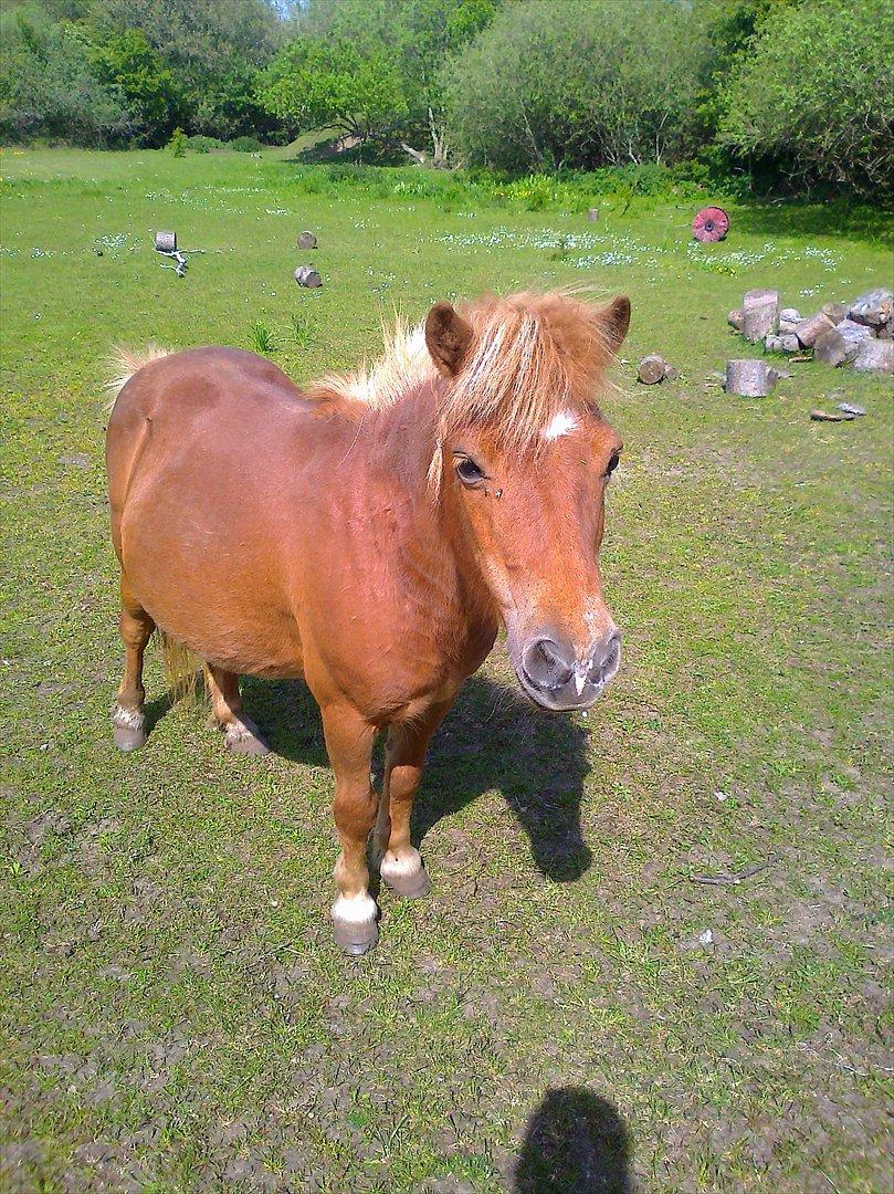 Shetlænder Lotta - *Nyt billede maj 2012* billede 17