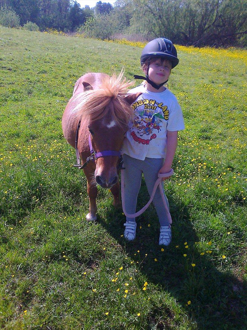 Shetlænder Lotta - *Nyt billede maj 2012* billede 18