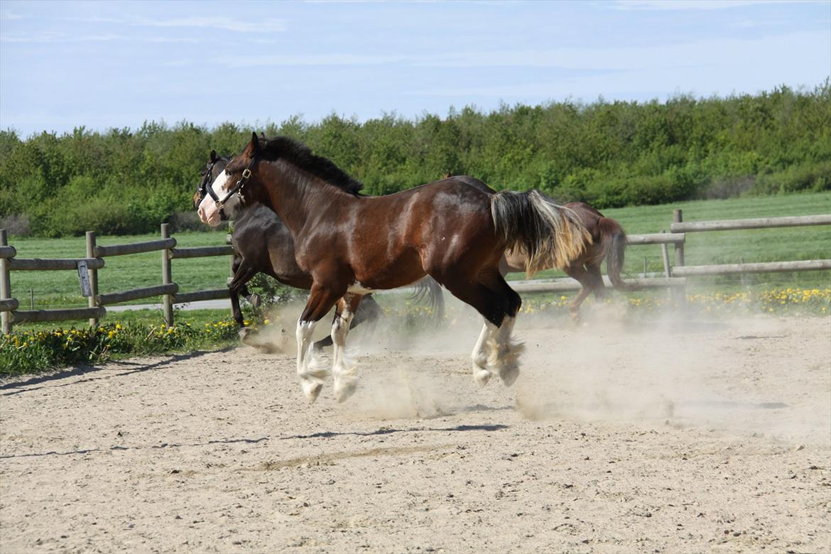 Shire Shirefarm en chating Elektra - Elektra 1,5 år billede 10