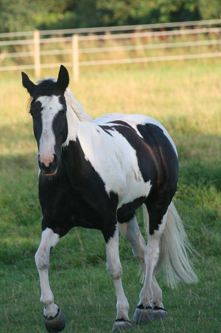 Tinker Coco Chanel R.I.P billede 19