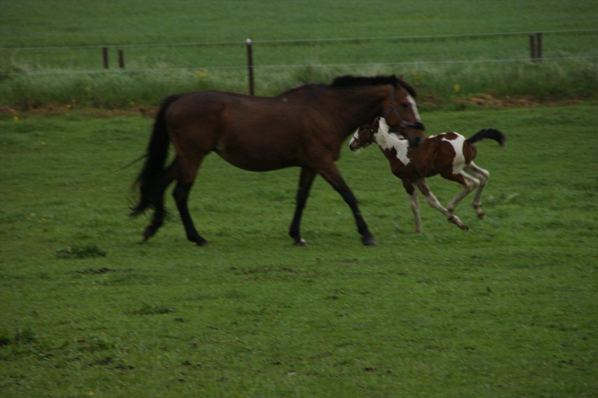 Pinto Sigen`s Samir - 14/5-2012- Kom nu Mor, fuld fart :-) billede 14