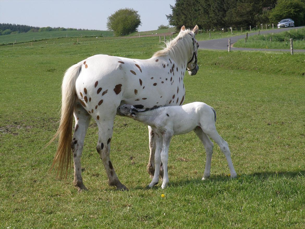 Knabstrupper Friis' Hecto Pascal af Skovbo billede 7