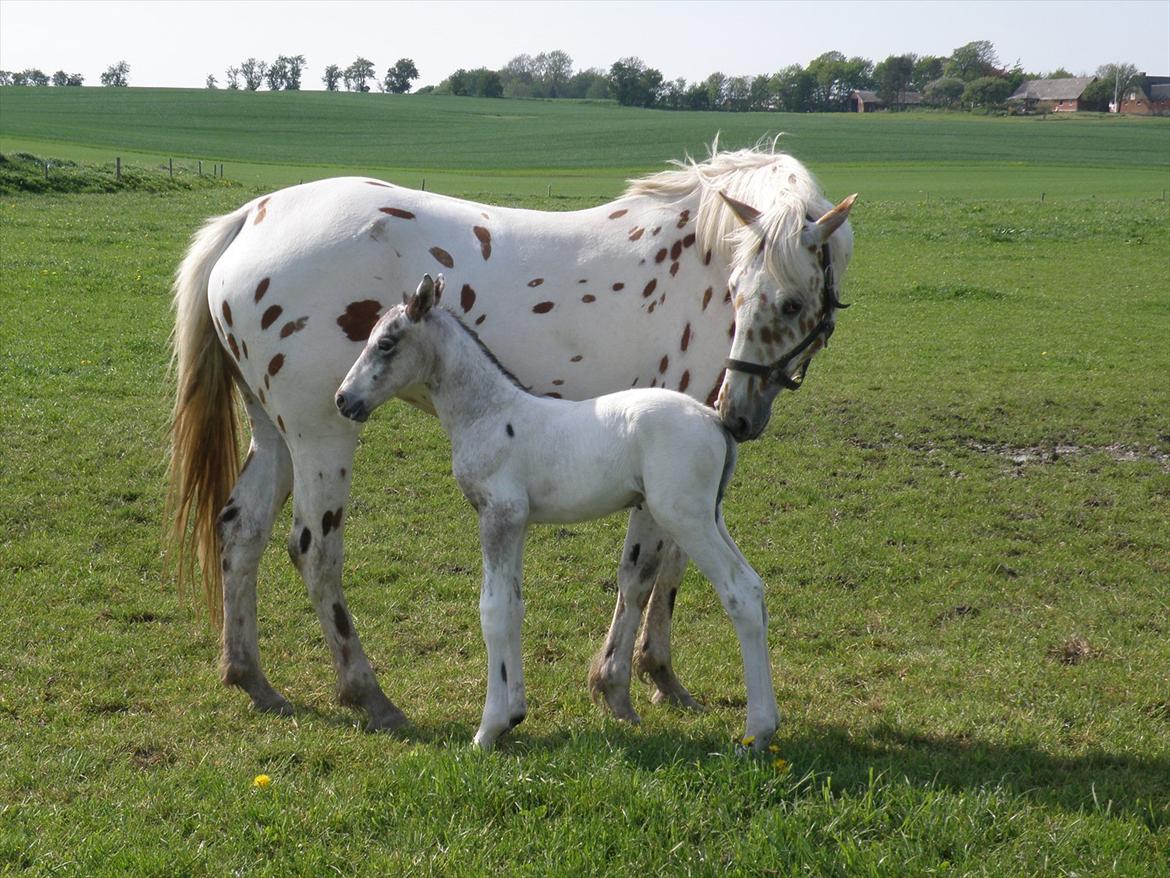Knabstrupper Friis' Hecto Pascal af Skovbo billede 8