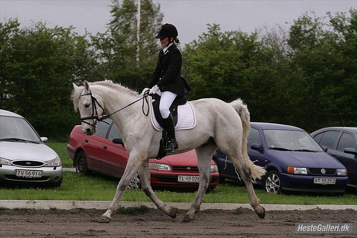 Dansk Varmblod Abdallah *STJERNEN* billede 11