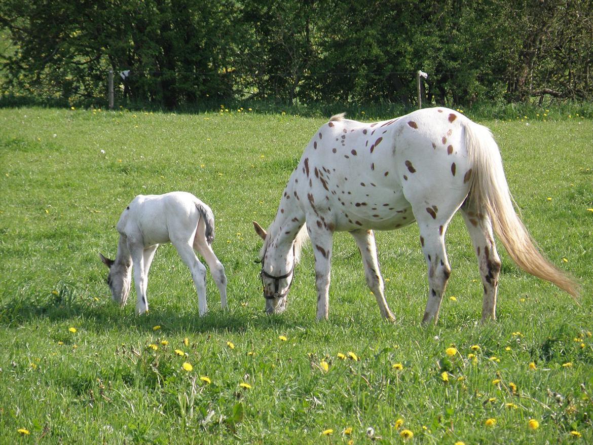 Knabstrupper Friis' Hecto Pascal af Skovbo billede 9
