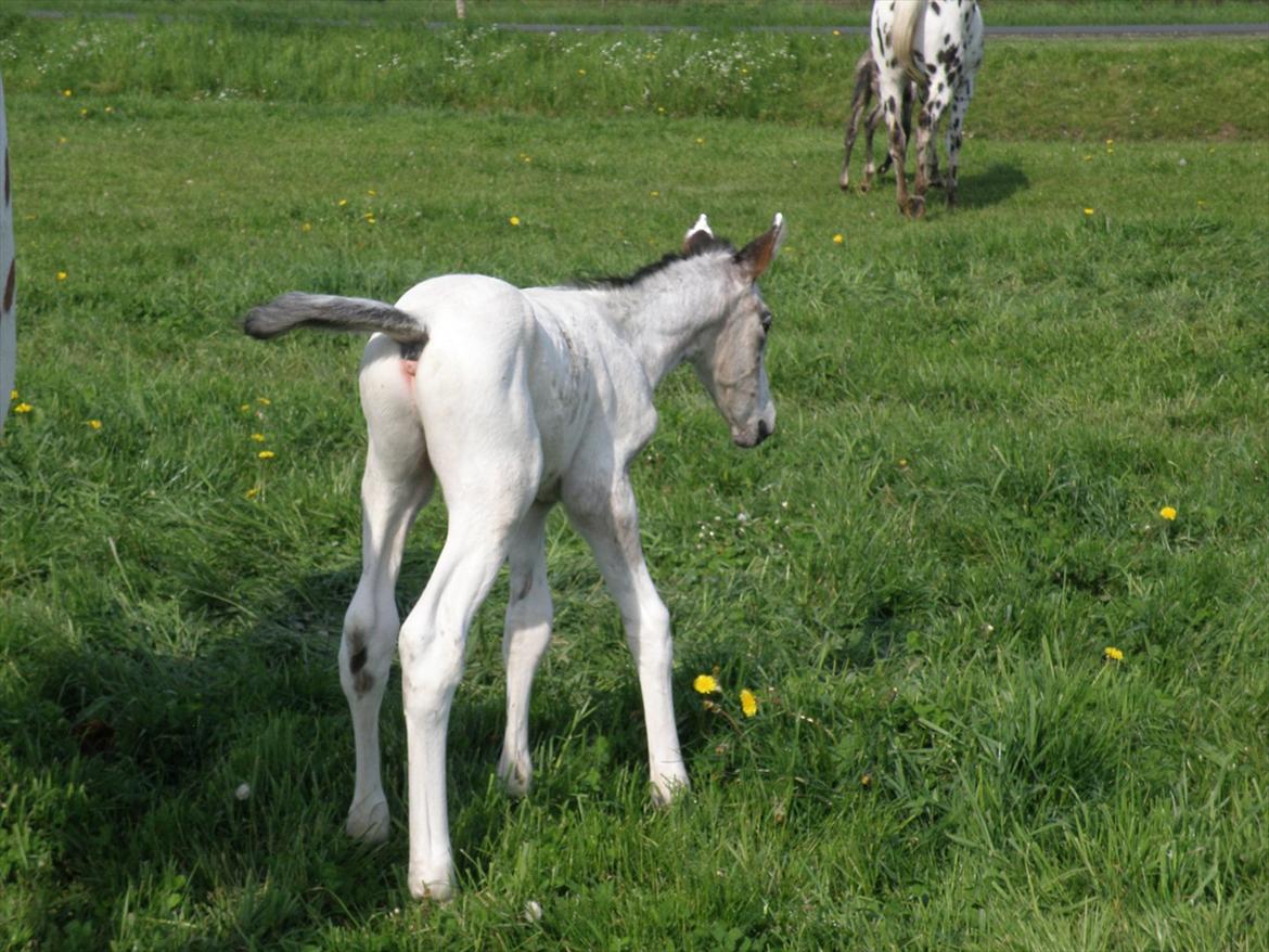 Knabstrupper Friis' Hecto Pascal af Skovbo billede 10