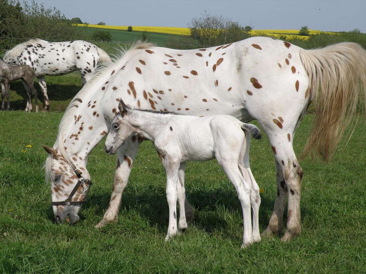 Knabstrupper Friis' Hecto Pascal af Skovbo billede 11