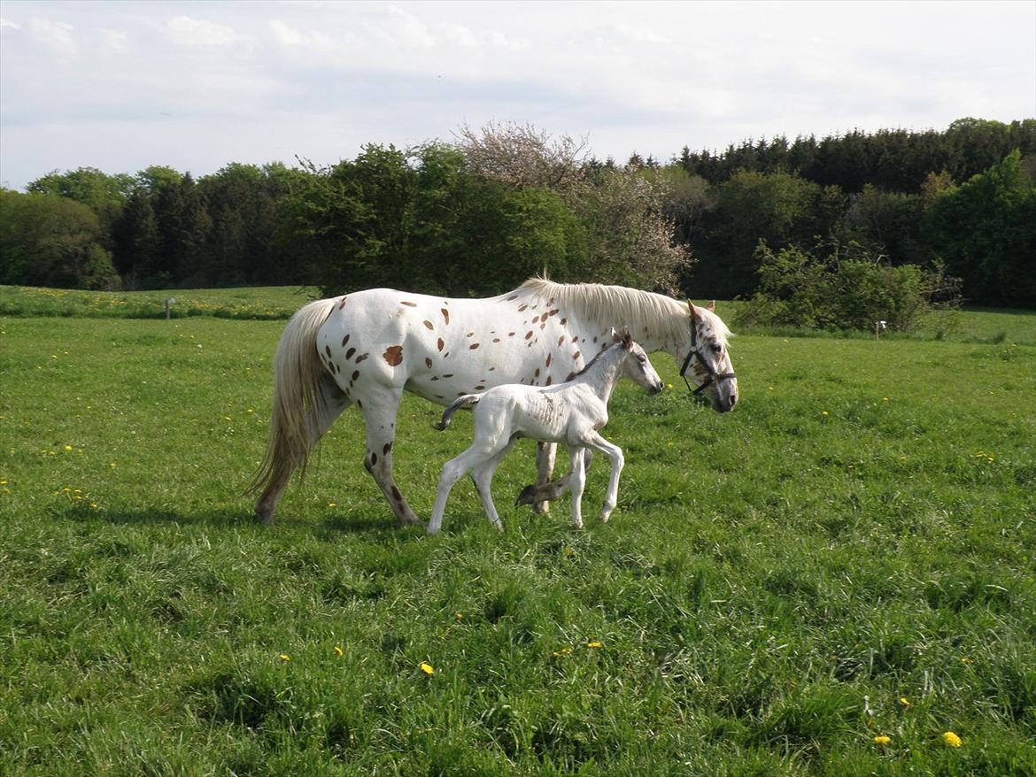 Knabstrupper Friis' Hecto Pascal af Skovbo billede 12