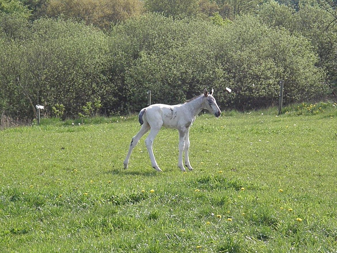 Knabstrupper Friis' Hecto Pascal af Skovbo billede 13