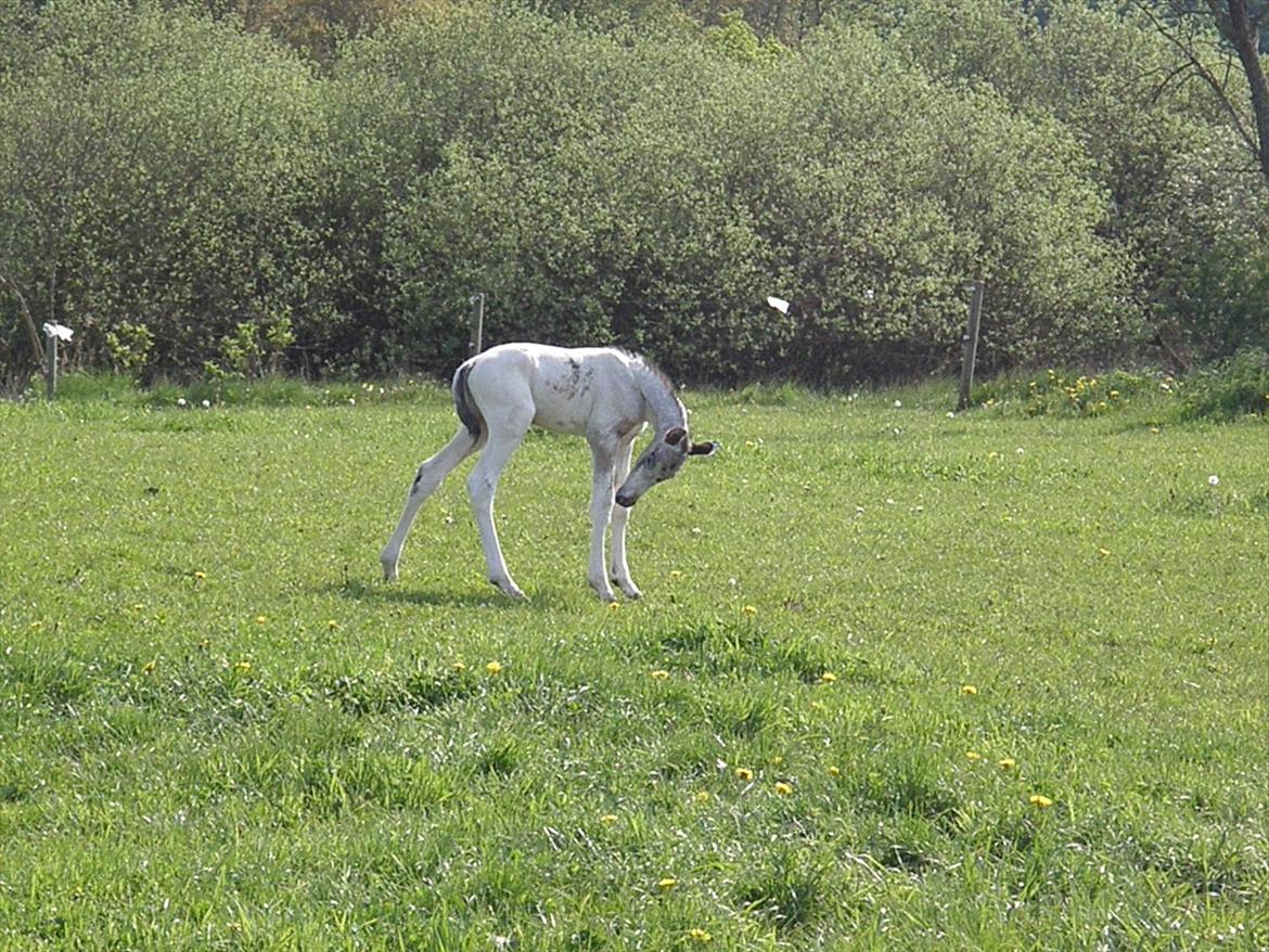 Knabstrupper Friis' Hecto Pascal af Skovbo billede 14