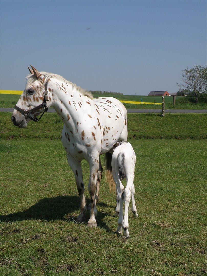 Knabstrupper Friis' Hecto Pascal af Skovbo billede 15