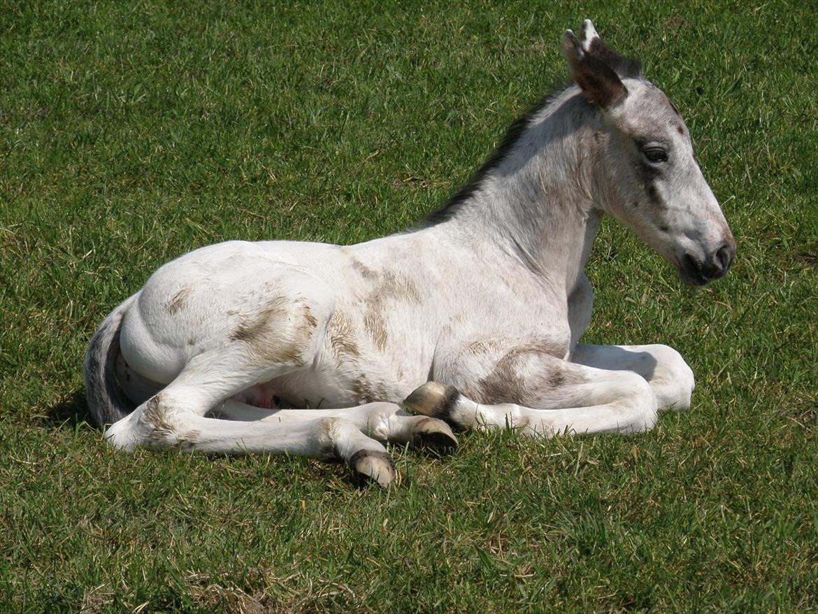 Knabstrupper Friis' Hecto Pascal af Skovbo billede 16
