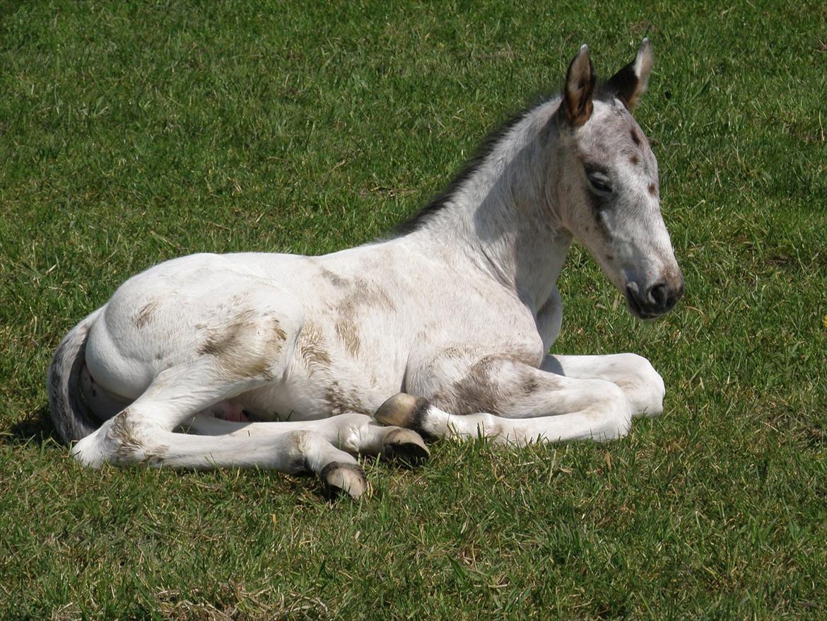 Knabstrupper Friis' Hecto Pascal af Skovbo billede 17