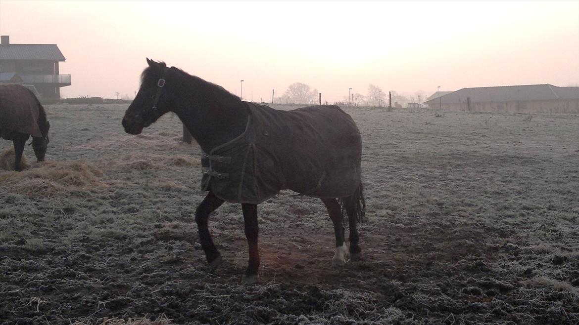 Welsh Cob (sec D) Claisson<3 (Solgt:''(( billede 15