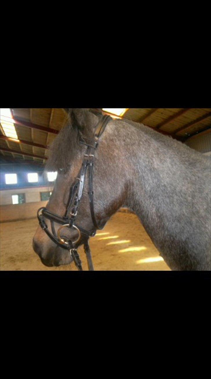 Welsh Cob (sec D) Claisson<3 (Solgt:''(( billede 18