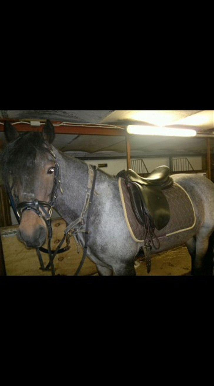Welsh Cob (sec D) Claisson<3 (Solgt:''(( billede 19