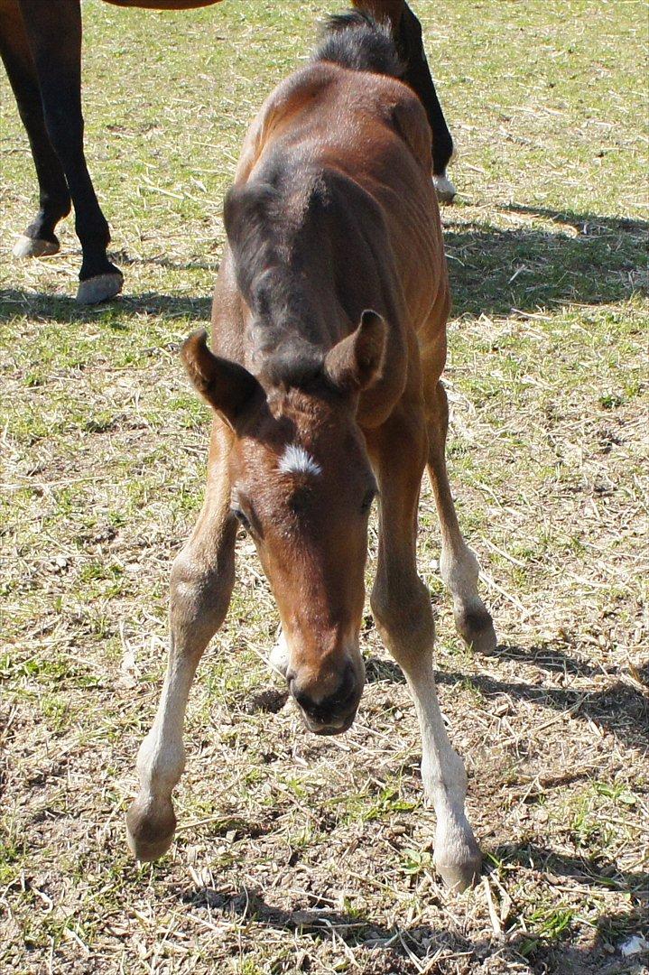Dansk Varmblod Lucky Look - 1 måned billede 9
