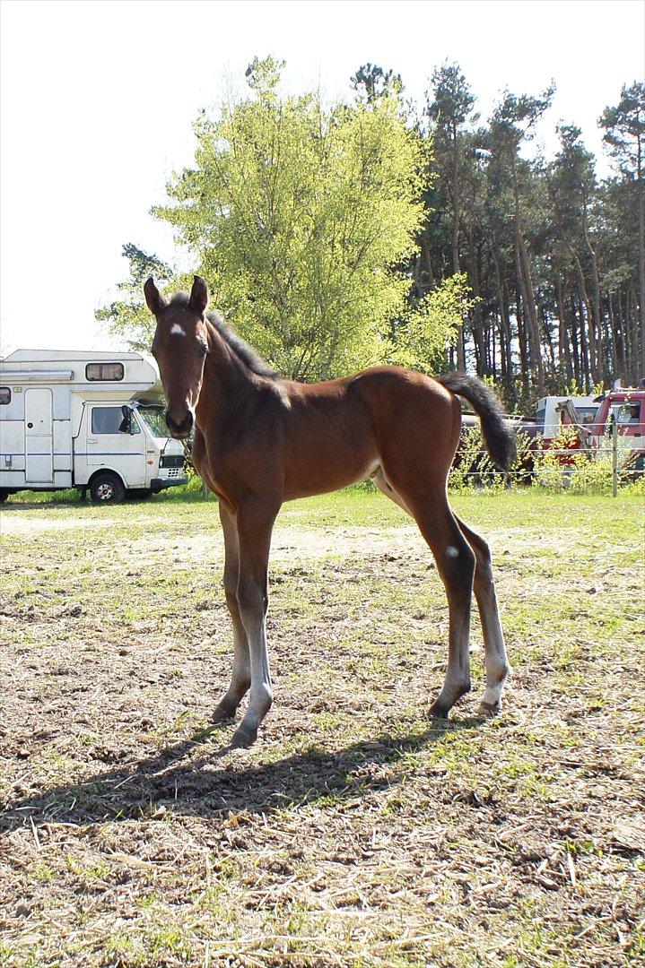 Dansk Varmblod Lucky Look - 1 måned billede 10