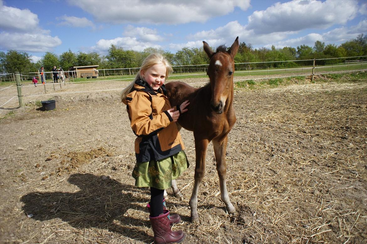 Dansk Varmblod Lucky Look - Pigernes ven billede 11
