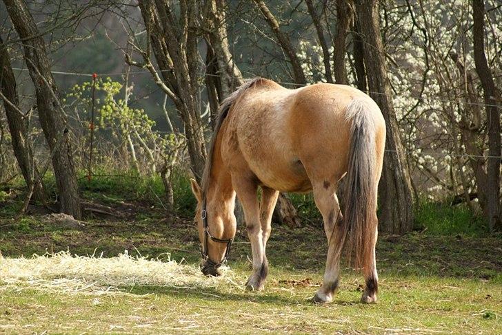 Anden særlig race Goldie billede 16