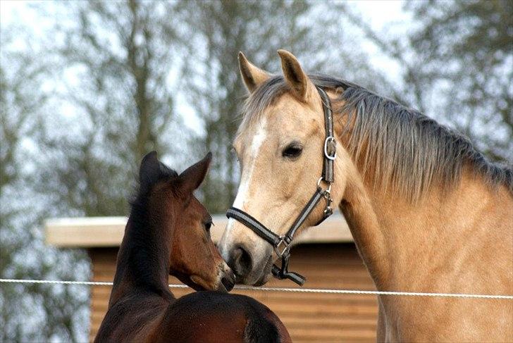 Anden særlig race Goldie billede 17