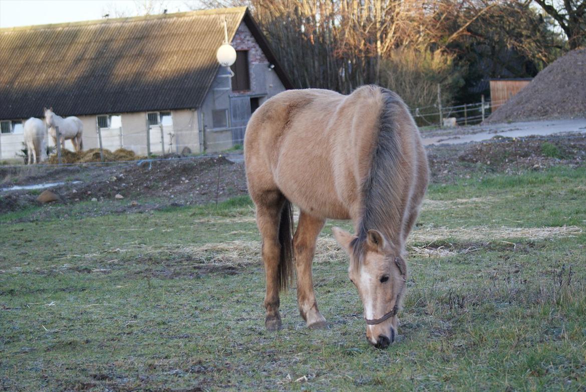 Anden særlig race Goldie billede 18