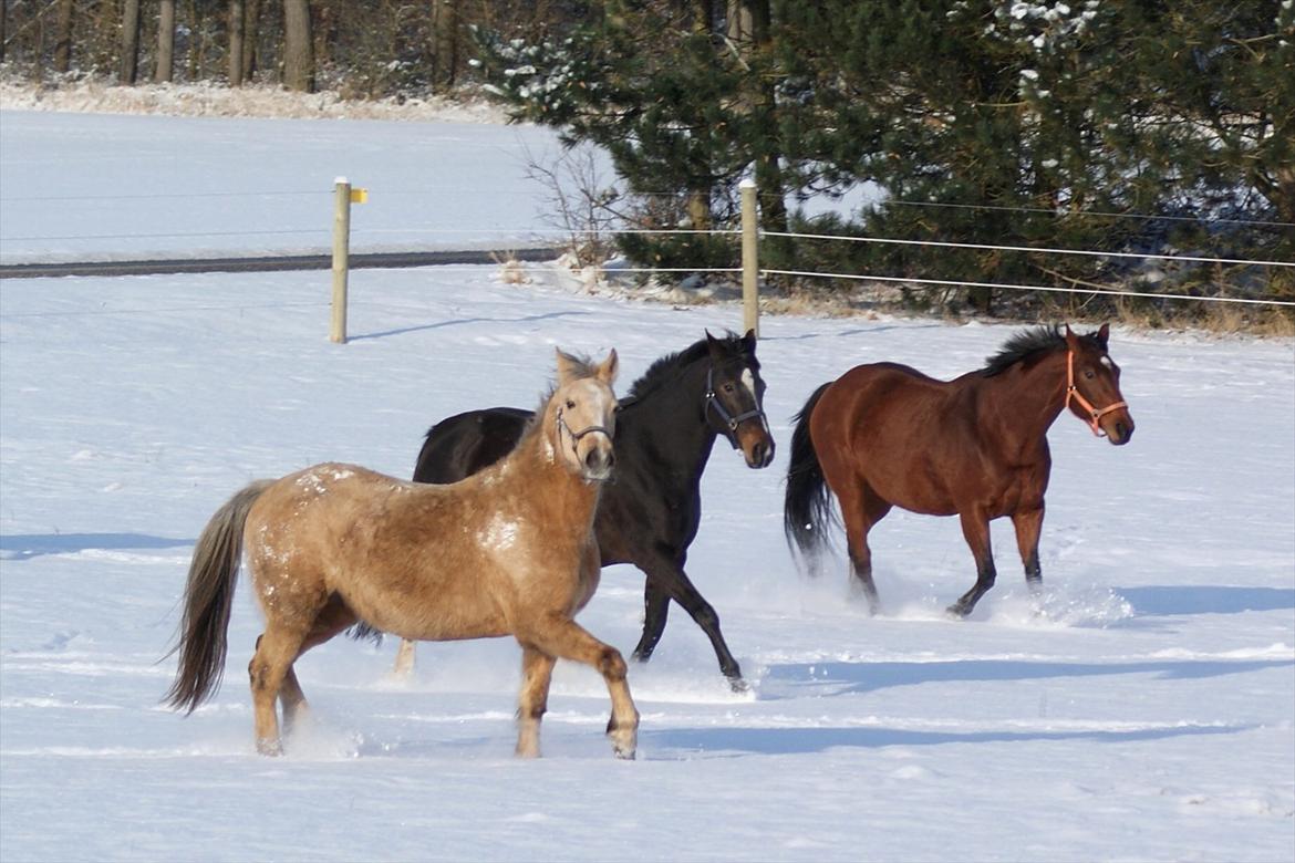 Anden særlig race Goldie billede 19