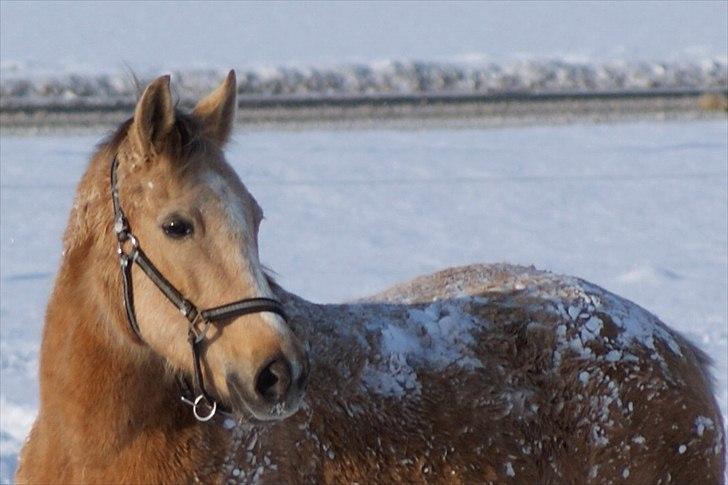 Anden særlig race Goldie billede 20