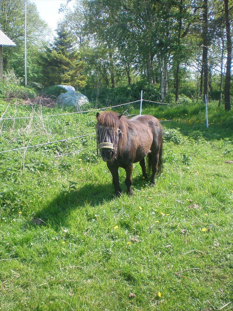 Shetlænder Victoria ( vic ) Himmel pony ( savnet meget ) - 
taget d. 21-05-12. billede 5