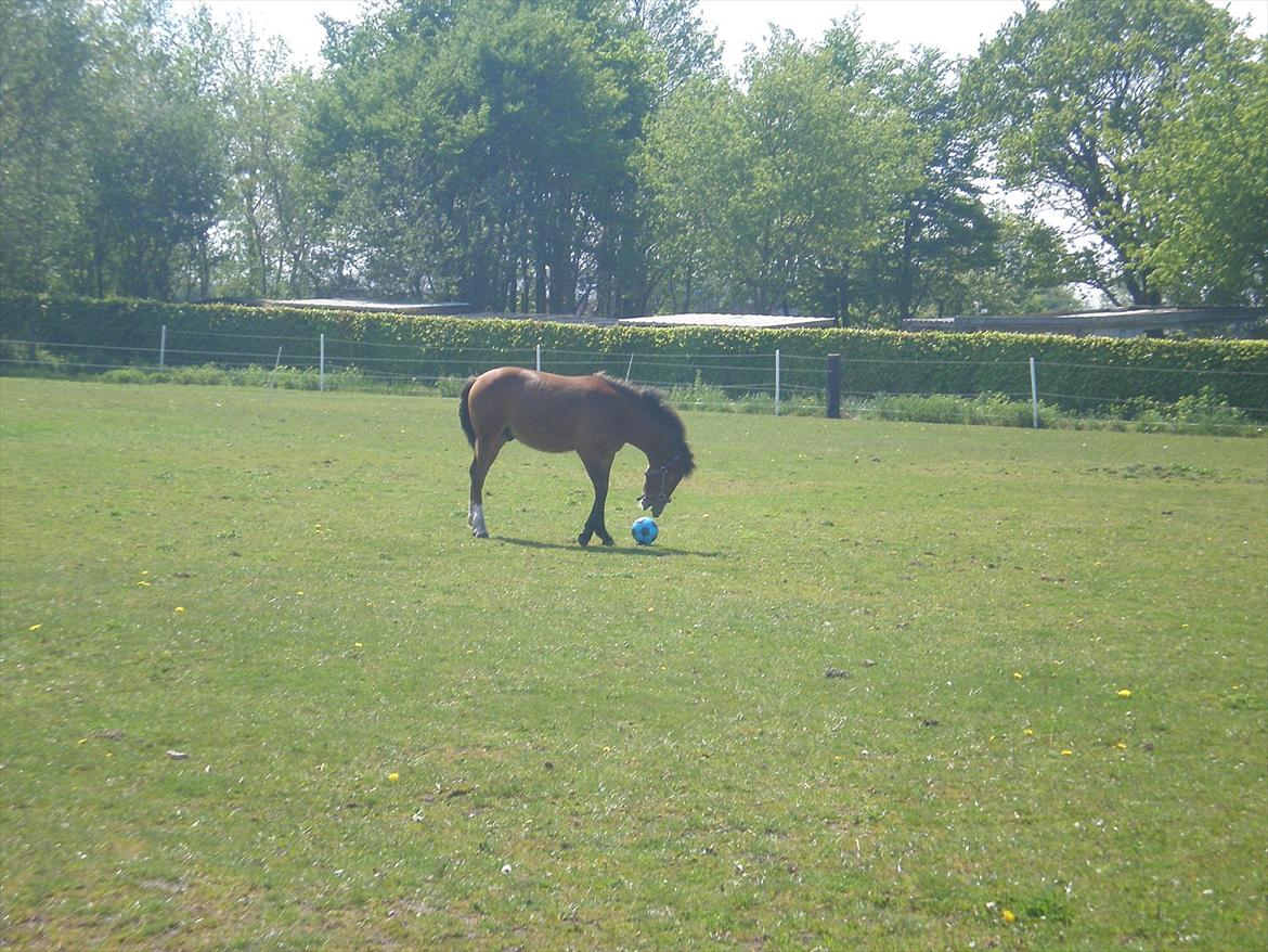 Anden særlig race Luka ( Luksen) - Så skal der spilles bold !
taget d. 21-05-12. billede 14