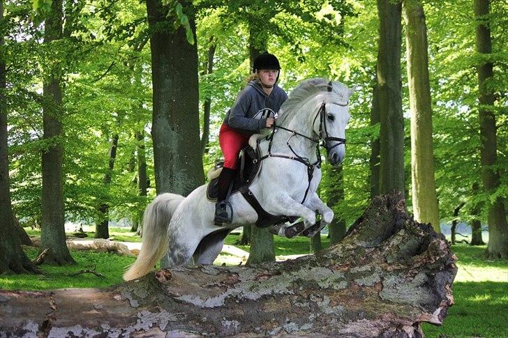 Tysk Sportspony Toscana - så dygtig  billede 3